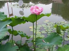 android_upload_pic-陈家山荷花公园