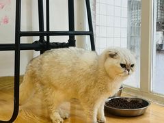 -是阿柴呀！柴犬咖啡·爱喵喵猫咖