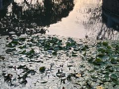 -溪岸路花鸟市场