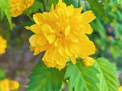 -泰州凤城河风景区-泰山公园