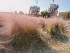 -映月湖中央公园