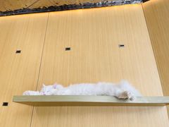 -飞行喵MR PILOT|猫舍·猫咖(静安大融城店)