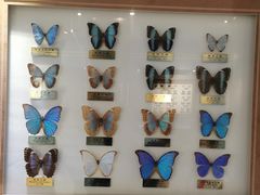 -上海昆虫博物馆