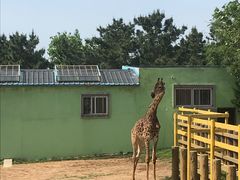 -西霞口神雕山野生动物世界