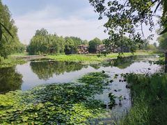 -微山湖红荷湿地景区