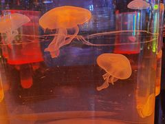 -沙沙哗啦海洋馆(华宇百花谷店)