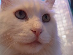 -Sirena海妖日咖夜酒