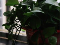 -大顺堂食府(牛街店)