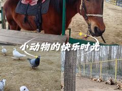 -合肥滨湖国家森林公园