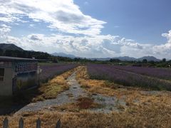 -北京东方普罗旺斯薰衣草庄园