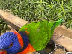 -南宫五洲植物乐园