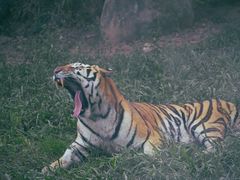 -泉州海丝野生动物世界