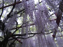 -嘉定紫藤园