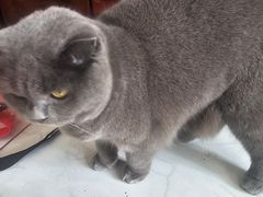 -北京观赏动物医院·24小时大型综合·猫专科·异宠专科