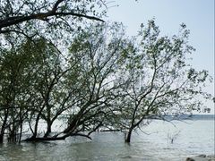 -宝安西湾红树林湿地公园