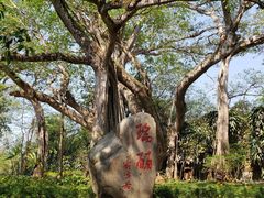 -瑞丽独树成林风景区