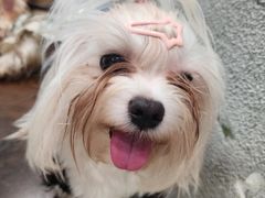 -小狗上班·狗咖·猫咖·小奶狗·摄影(南山店)