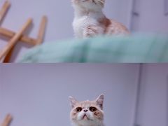 -猫大福·Fortune Cat猫舍(百子湾店)
