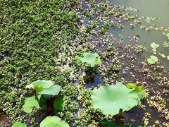 景点-长兴太湖图影湿地文化园
