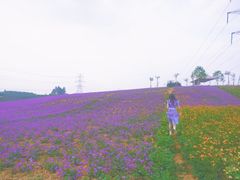 -紫颐香薰山谷景区