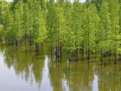 -白鹭湾湿地公园