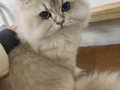 -李小姐の猫咖啡馆(五角场店)