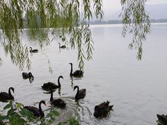 -长兴太湖图影湿地文化园
