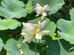 -莲花池公园
