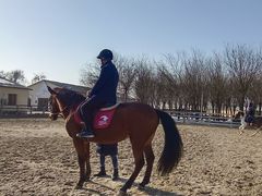 -北京群众马术培训基地