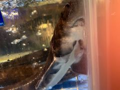-青蓬蒸汽海鲜·深圳老字号·团建聚会(壹方城店)