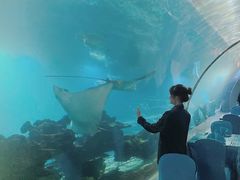 -海棠湾洲际-涛·海底餐厅·美人鱼·自助餐·海底隧道
