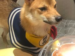 -逗柴咖啡屋·狗咖猫咖宠物桌游