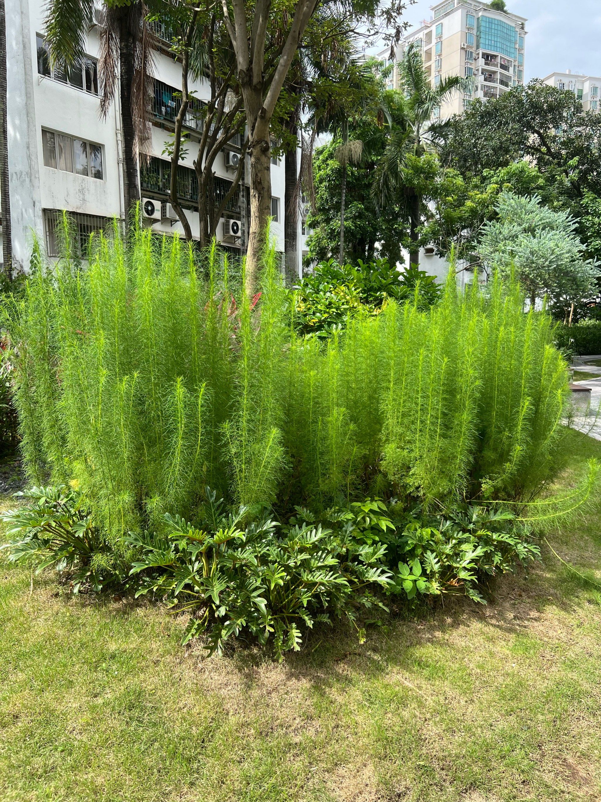公园绿植治愈系