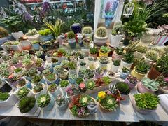 -双季花艺园艺市场(浦东店)