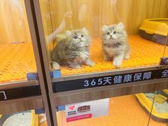 -欣宠猫屋·矮脚拿破仑·蓝金金渐层