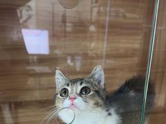 -喵百万·布偶·蓝金金渐层英短·猫舍(百子湾店)