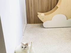 -瞄一喵猫咖(格力海岸店)