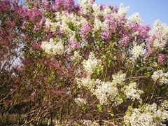 -大兴滨河森林公园