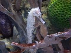 -暹罗海洋世界