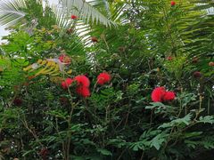 -亚龙湾国际玫瑰谷