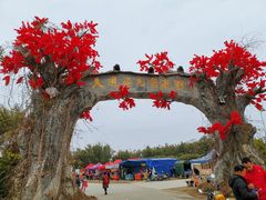 -天适樱花悠乐园