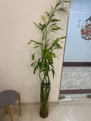 -苗方清颜·祛痘皮肤管理