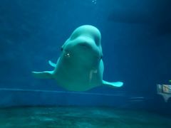 -芜湖新华联大白鲸海洋公园