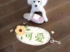 -PETKIT小佩宠物·低压洗护(国顺东路店)
