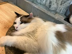 -白兔子密室(长寿路店)
