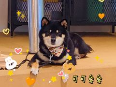 -柴务处·柴犬主题狗咖