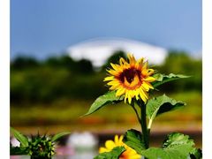 -廊坊文化艺术中心