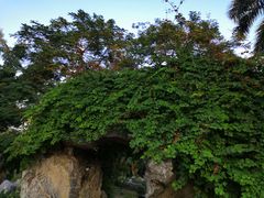 -东莞植物园