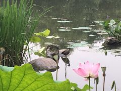 -新江湾城公园