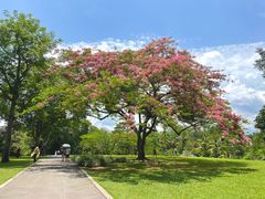 -中国科学院西双版纳热带植物园